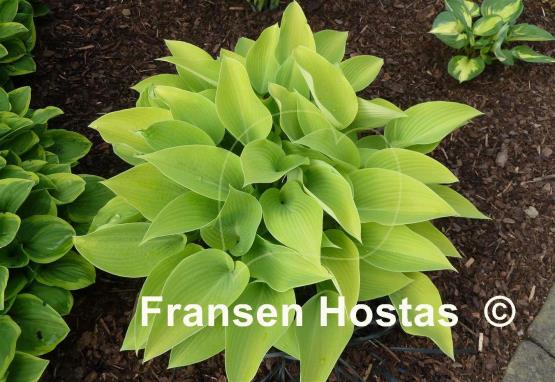 Hosta May